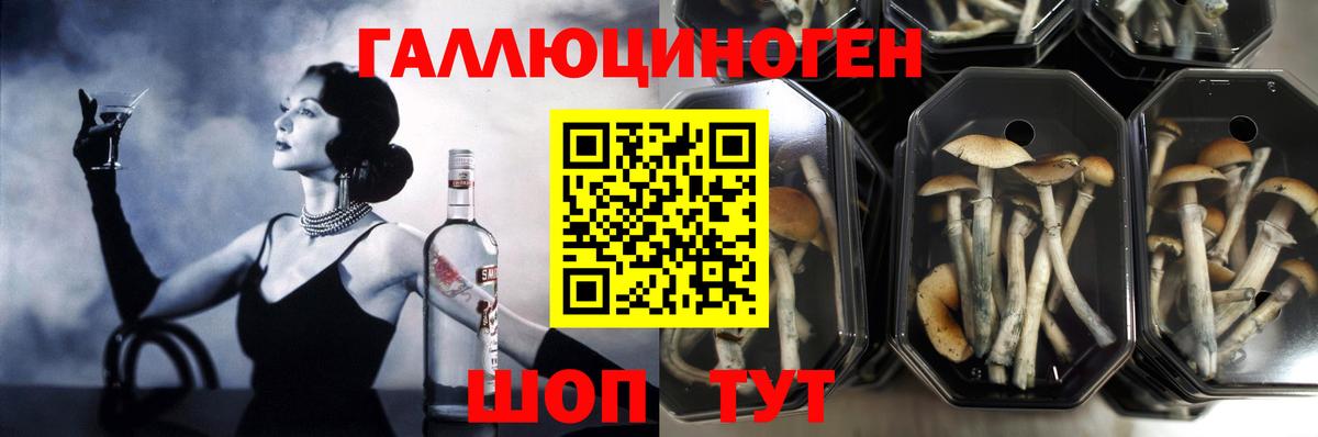 купить наркотики цена  Галлюциногенные грибы MAGIC MUSHROOMS  Муравленко  Вход с VPN  Галлюциногенные грибы Psilocybine cubensis 